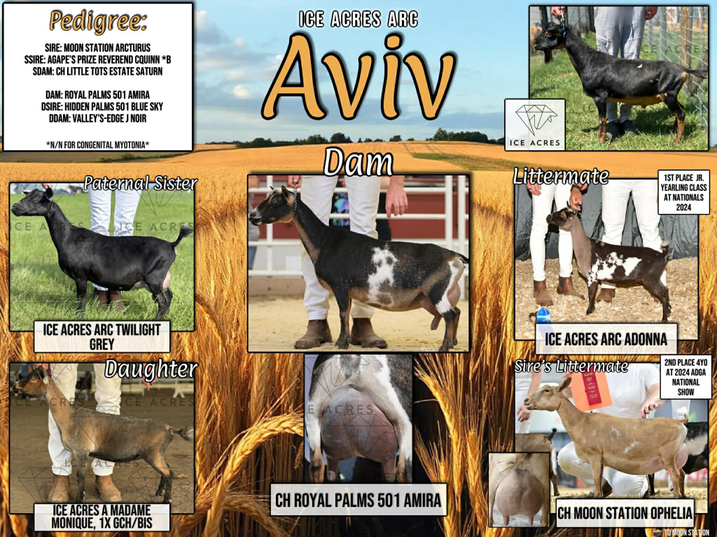 ICE ACRES ARC AVIV SEMEN SALE AD