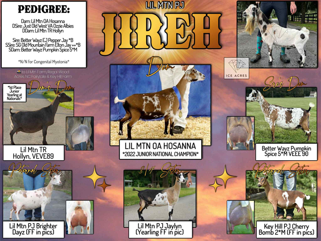 LIL MTN PJ JIREH SEMEN SALE AD