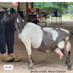 MOON STATION ANDROMEDA 3Y_2F VEEE90