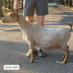 URBAN ACRES OA-M JOY 2Y_2F DRY 11.2025