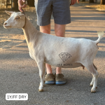 URBAN ACRES W-BJT FLIRTATIOUS 1Y_FF DRY 11.2025