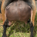 ICE ACRES A MADAME MONIQUE 1Y_FF 12.2025 REAR UDDER
