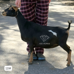 ICE ACRES ARC RHINE FALLS 11M 12.2025