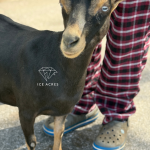 ICE ACRES ARC RHINE FALLS 11M 12.2025 FRONT