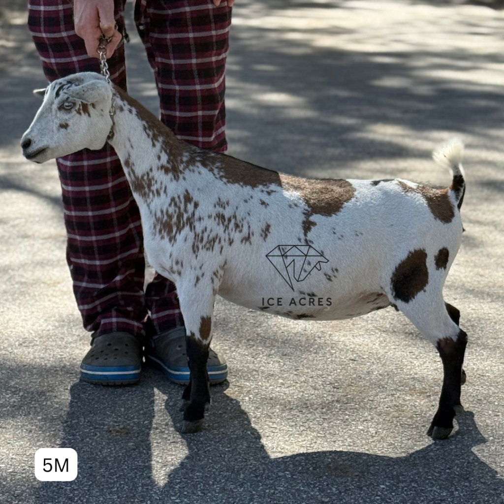 ICE ACRES BB DIVINE ROOTS 5M 12.2025