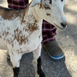 ICE ACRES BB DIVINE ROOTS 5M 12.2025 FRONT