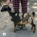 ICE ACRES BB IVY WINGS 5M 12.2025