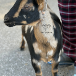 ICE ACRES BB IVY WINGS 5M 12.2025 FRONT