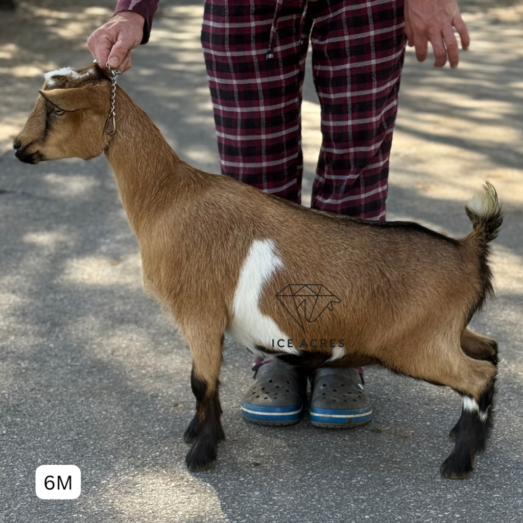 ICE ACRES J MADAME FLEURDELYS 6M 12.2025