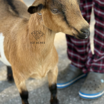 ICE ACRES J MADAME FLEURDELYS 6M 12.2025 FRONT