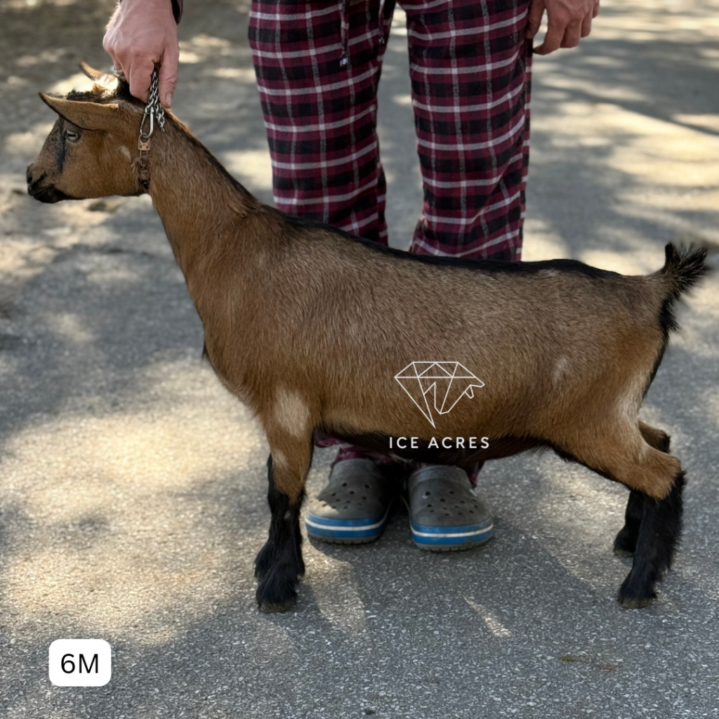 ICE ACRES J MADAME ISABEAU 6M 12.2025