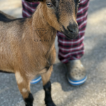 ICE ACRES J MADAME ISABEAU 6M 12.2025 FRONT