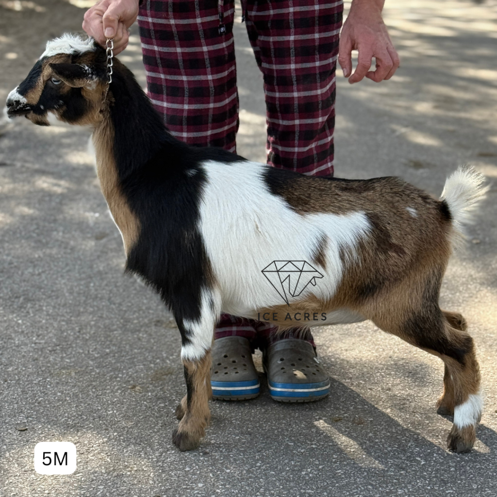 ICE ACRES JL SOLARA 5M 12.2025