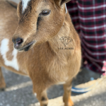 ICE ACRES MF DON'T LET ME DOWN 6M 12.2025 FRONT