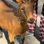 ICE ACRES MF TALKS TO THE MOON 8M 12.2025 FRONT