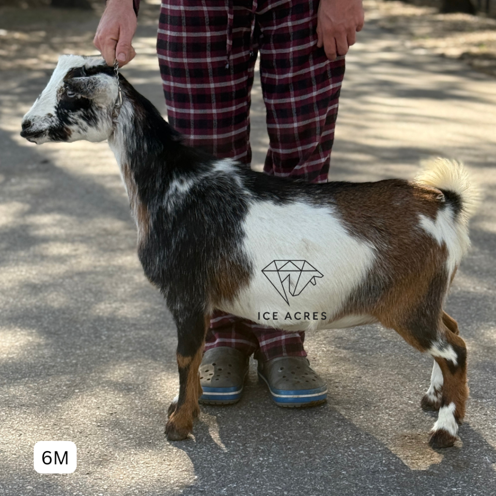 ICE ACRES MM LEAVE ME NEVER 6M 12.2025