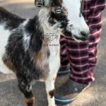 ICE ACRES MM LEAVE ME NEVER 6M 12.2025 FRONT