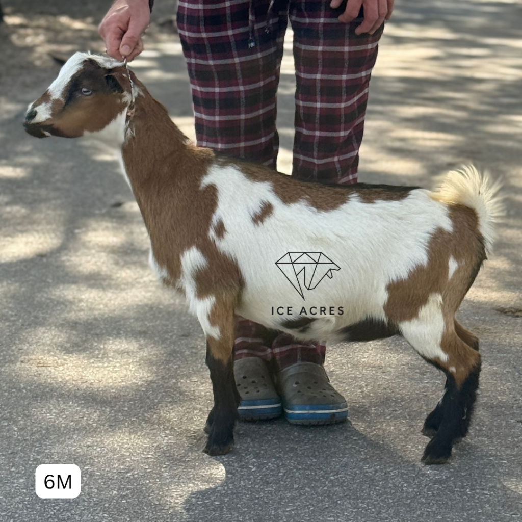 ICE ACRES MM LOVE ME NOW 6M 12.2025