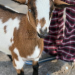 ICE ACRES MM LOVE ME NOW 6M 12.2025 FRONT