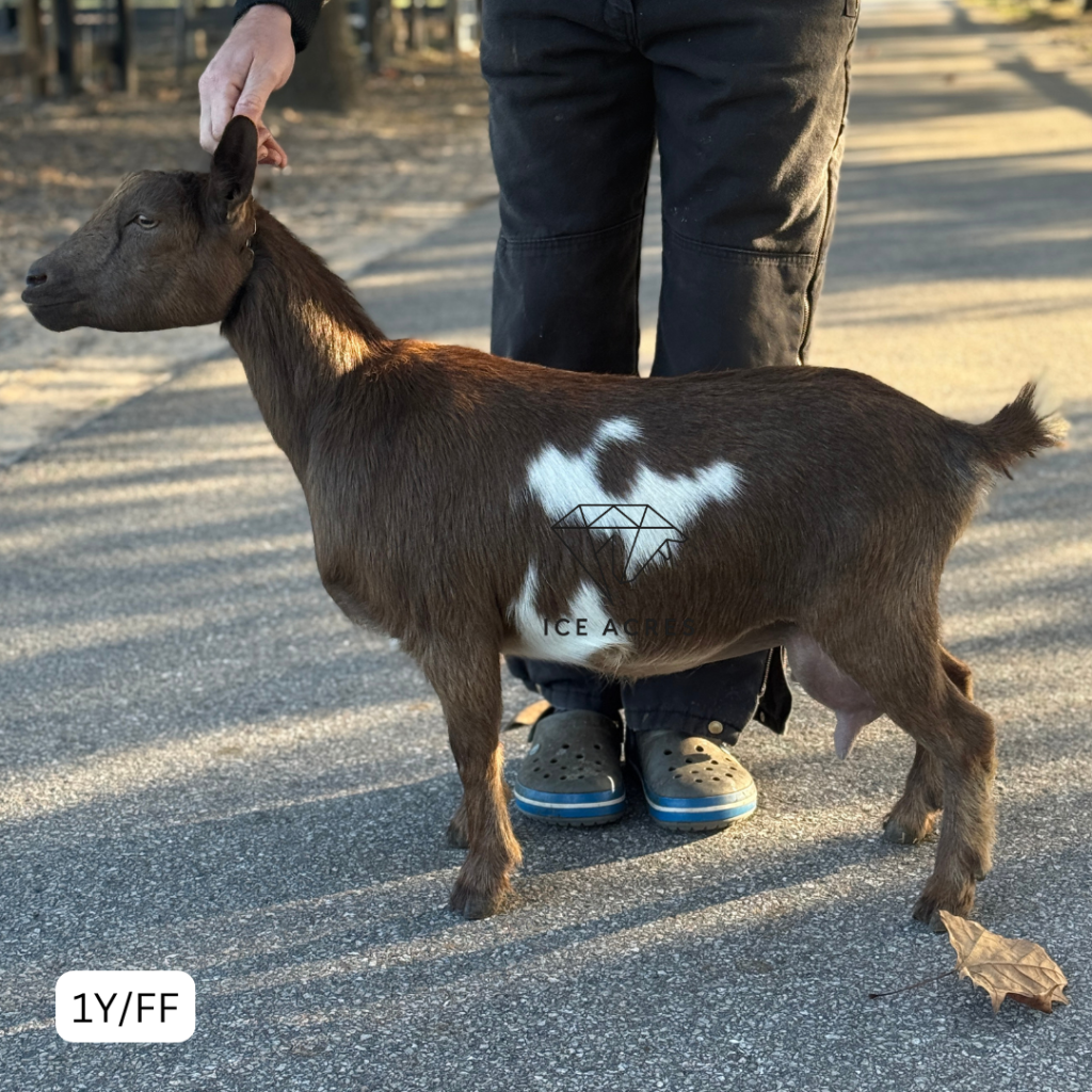 ICE ACRES RD SADE 1YFF 12.2025