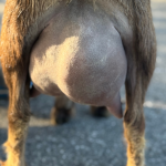 ICE ACRES RD SADE 1YFF 12.2025 REAR UDDER