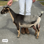 ICE ACRES RD SHANIA TWAIN 1Y_FF 12.2025