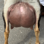 ICE ACRES RD SHANIA TWAIN 1Y_FF 12.2025 REAR UDDER