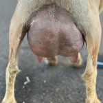 ICE ACRES RR KIWI SLICES 1Y/FF 12.2025 REAR UDDER