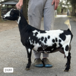 ICE ACRES IH LIZZO 1Y_FF 1.2026