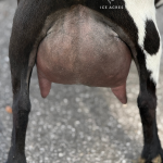 ICE ACRES IH LIZZO 1Y_FF 1.2026 REAR UDDER