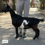 NOVELLA FARM GR HMS PINAFORE 2Y_FF 1.2026