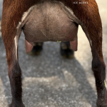 NOVELLA FARM GR HMS PINAFORE 2Y_FF 1.2026 REAR UDDER