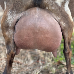 CH MOON STATION ANDROMEDA 4Y_4F 2.2026 REAR UDDER