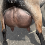 ICE ACRES A MADAME MONIQUE 1Y_FF 2.2026 REAR UDDER