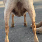 ICE ACRES A MANISCHEWITZ 13M 2.2026 REAR