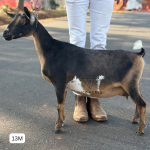 ICE ACRES ARC LIL NGIN THATDID 13M 2.2026