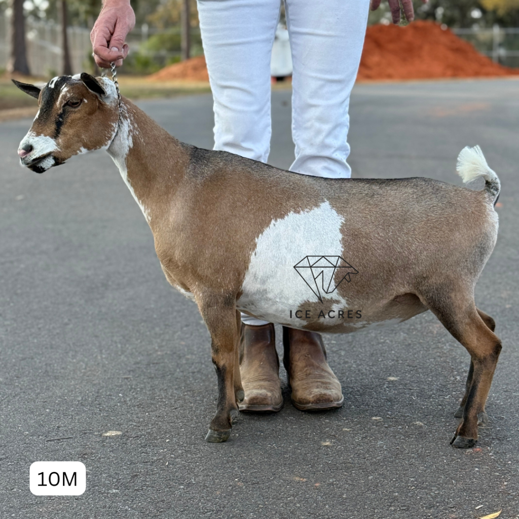 ICE ACRES BB ZEMIRA 10M 2.2026