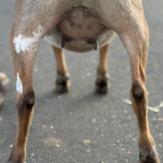 ICE ACRES BB ZEMIRA 10M 2.2026 REAR