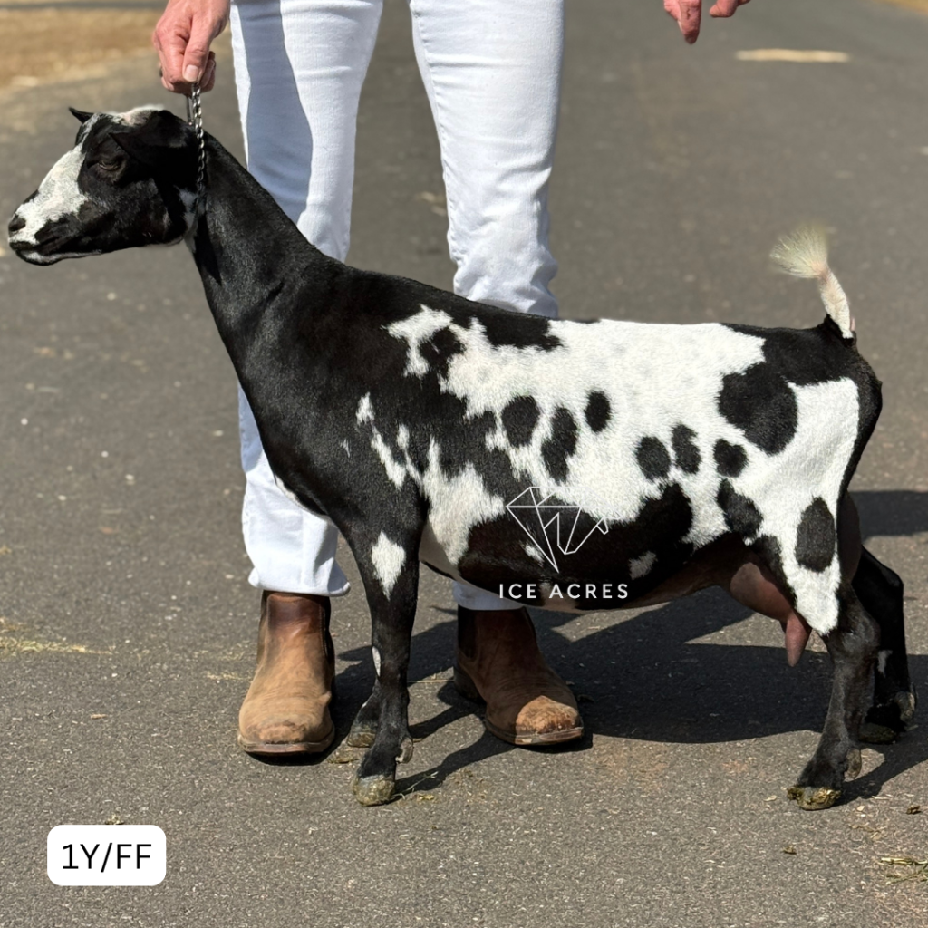 ICE ACRES IH LIZZO 1Y_FF 2.2026