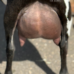 ICE ACRES IH LIZZO 1Y_FF 2.2026 REAR UDDER