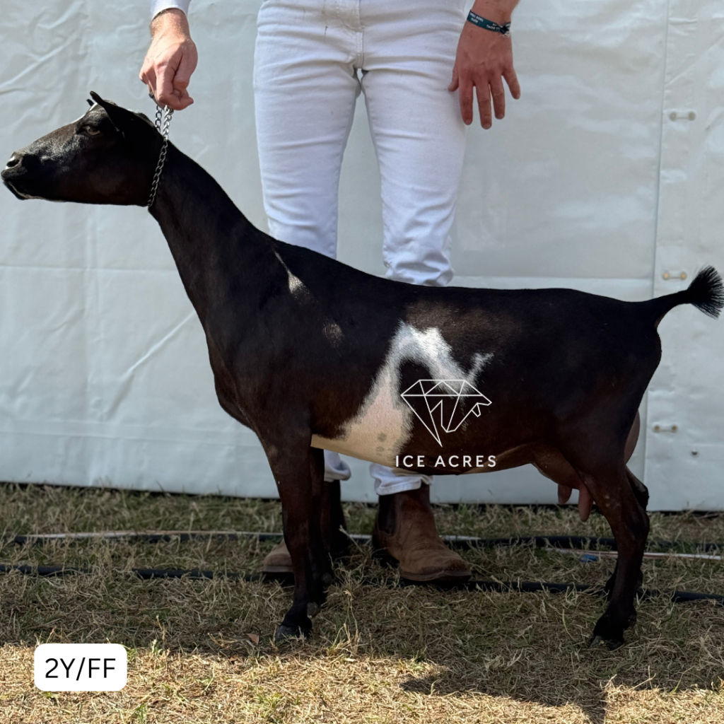 NOVELLA FARM GR HMS PINAFORE 2Y_FF 2.2026