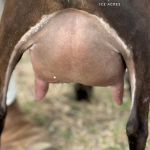 NOVELLA FARM GR HMS PINAFORE 2Y_FF 2.2026 REAR UDDER