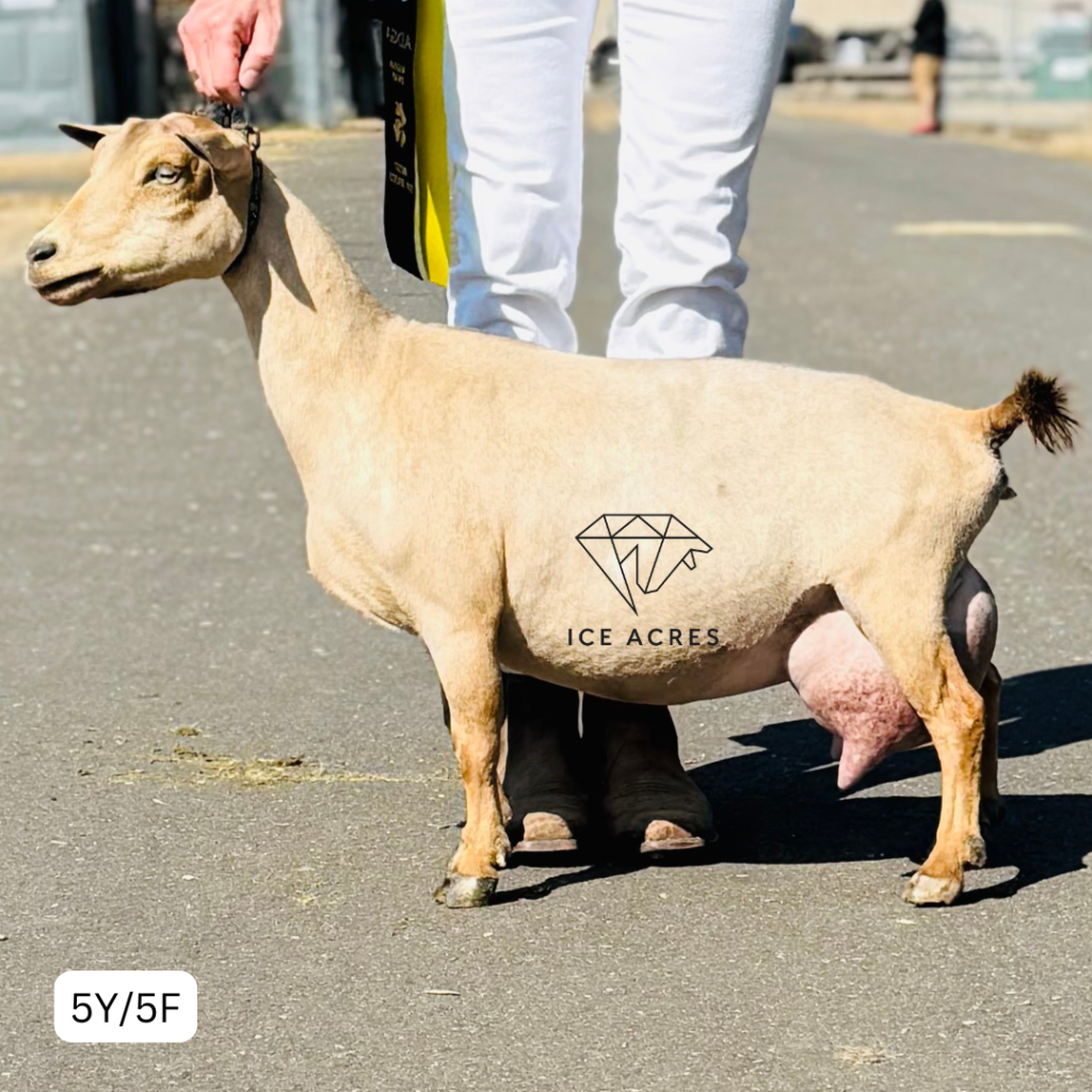 PLANTED PINES PINEAPPLE BITES 5Y_5F 2.2026