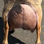 PLANTED PINES PINEAPPLE BITES 5Y_5F 2.2026 REAR UDDER