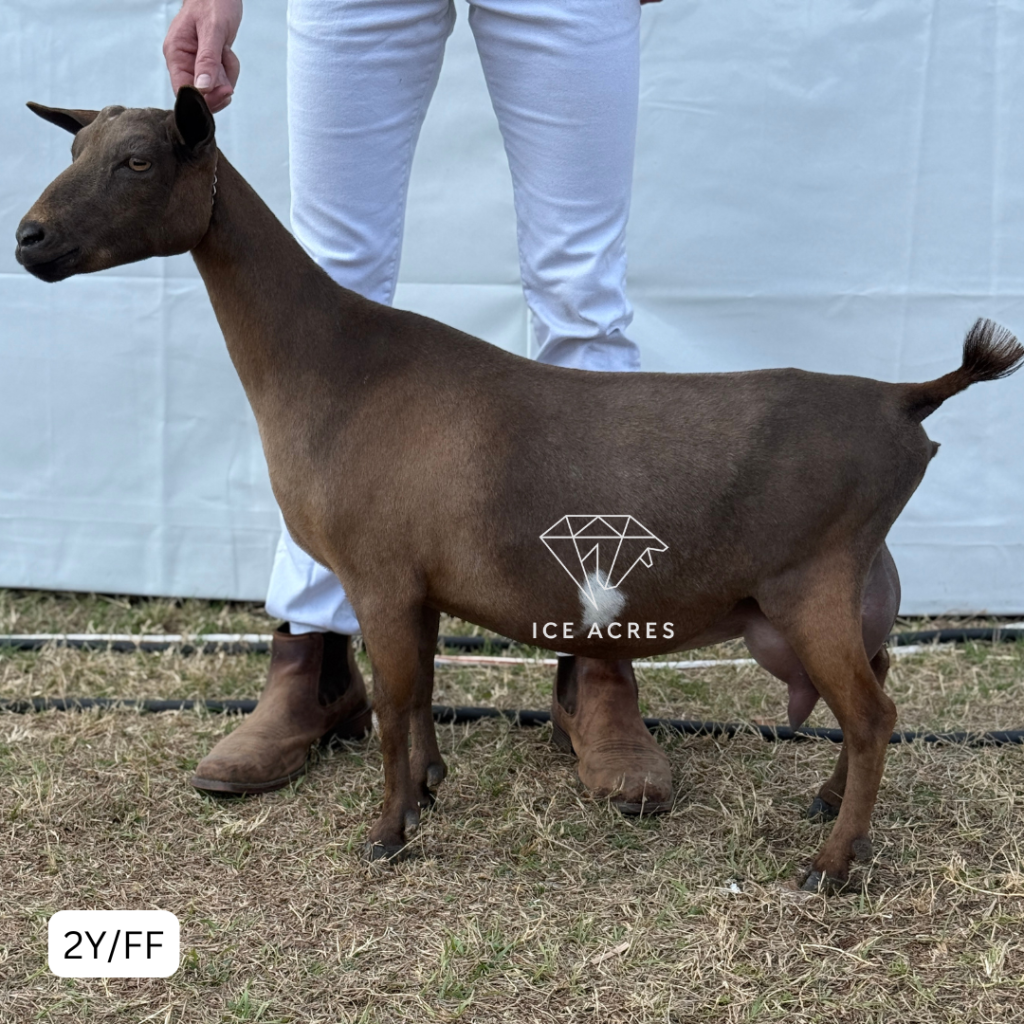 SUNNY DAZE CRUMBL KOOKIE 2Y_FF 2.2026