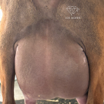 SUNNY DAZE CRUMBL KOOKIE 2Y_FF 2.2026 REAR UDDER