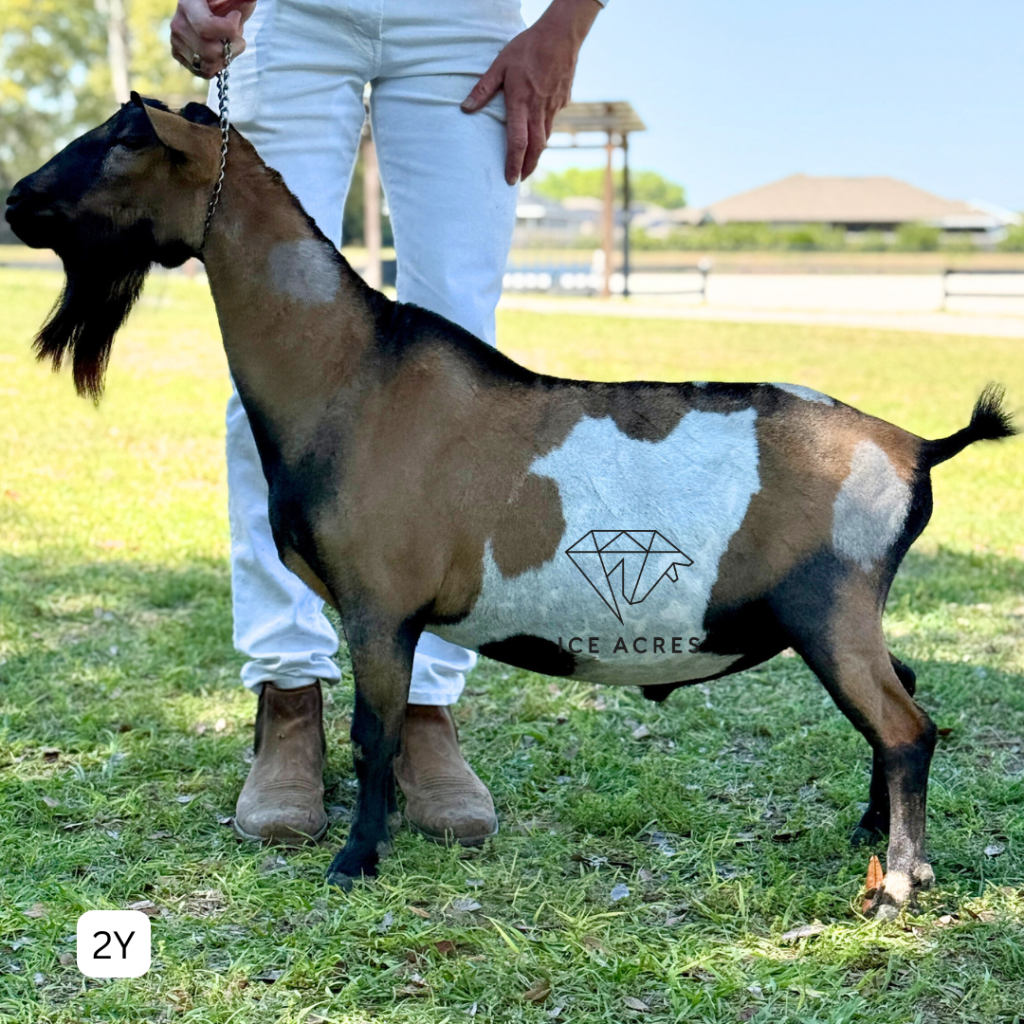 AGAPE'S PRIZE BISHOP BE 2Y