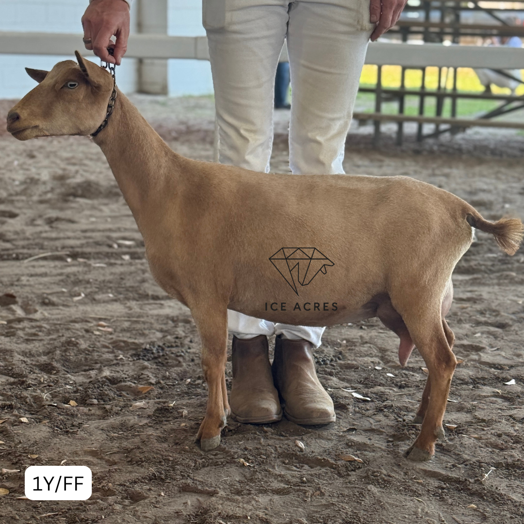 ICE ACRES A JOYVA 1Y_FF 3.2026