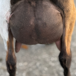 ICE ACRES ARC CONSTANCE MAYER 1Y_FF 3.2026 REAR UDDER