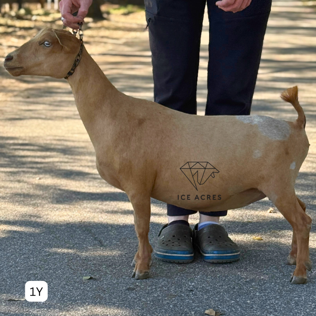 ICE ACRES ARC HONEYDEW LIST 1Y 3.2026